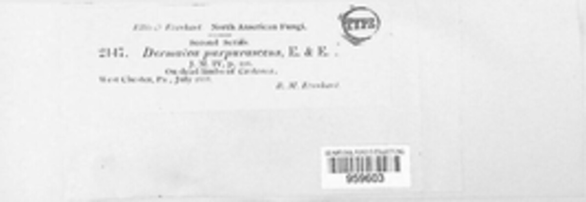 Ascoconidium purpurascens image